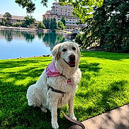 Sadie joined the competition — help win amazing prizes! dog, white_dog, grass, lake, tree, building, sidewalk, leash, bandana, sunlight, shadow, outdoor, nature, happy, pet, water, reflection, park, daytime, scenic
