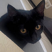 Lady Shar joined the competition — help win amazing prizes! cat, black_cat, pet, close_up, portrait, whiskers, yellow_eyes, indoors, wall, trim, ear, fur, curious, peeking, domestic_cat, feline, muzzle, nose, banister, ambient_light