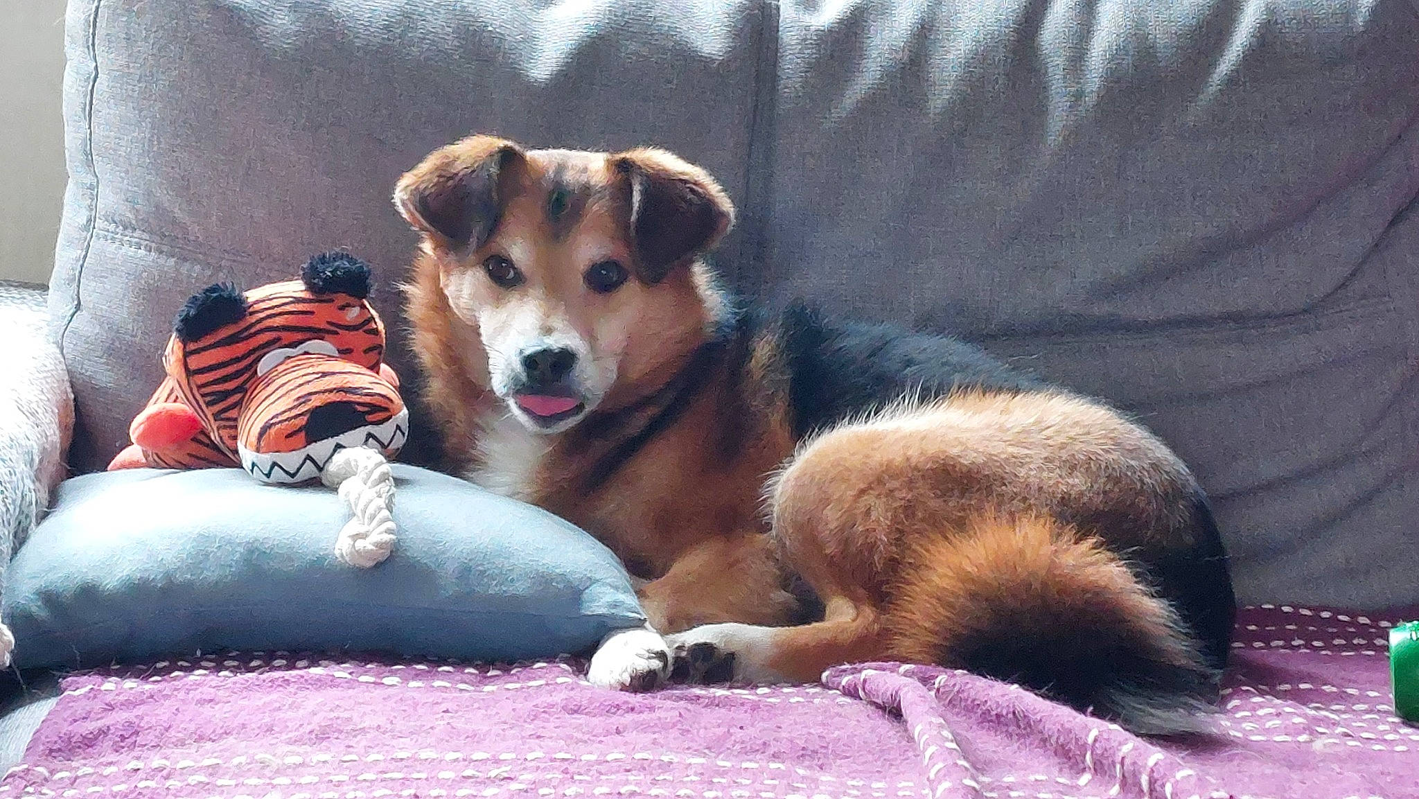 Poppy participe au concours pour gagner de l'argent avec cette photo : ancient_dog_breeds, ball, canidae, carnivore, comfort, companion_dog, couch, dog, dog_bed, dog_breed, dog_supply, fur, luggage_and_bags, paw, sporting_group, street_dog, whiskers, working_dog