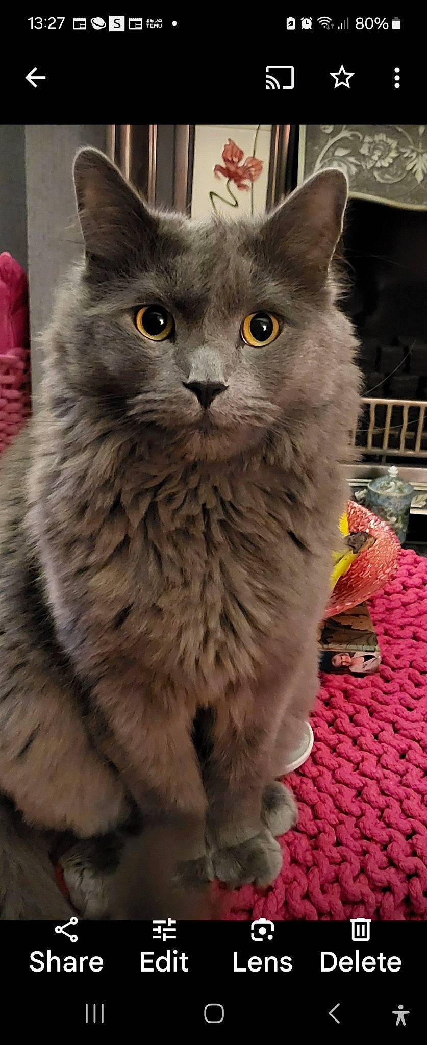 Tiddles is registered to the contest to win money with this photo: british_longhair, carnivore, cat, domestic_short_haired_cat, event, felidae, fur, grey, small_to_medium_sized_cats, snout, terrestrial_animal, whiskers, window