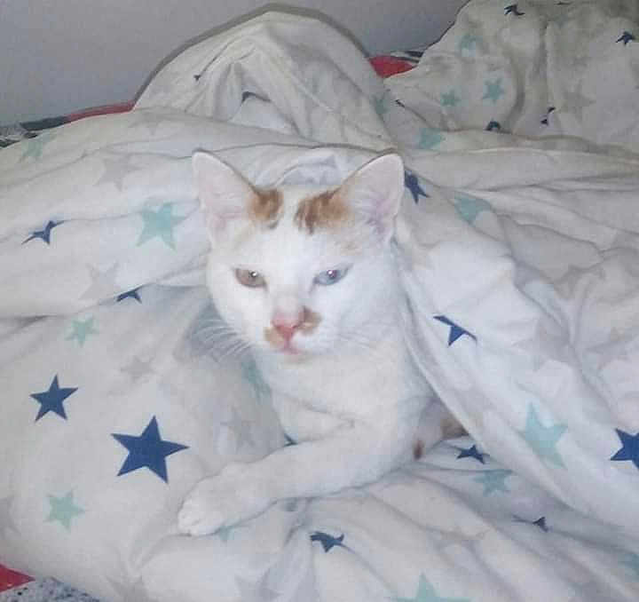 Elliott