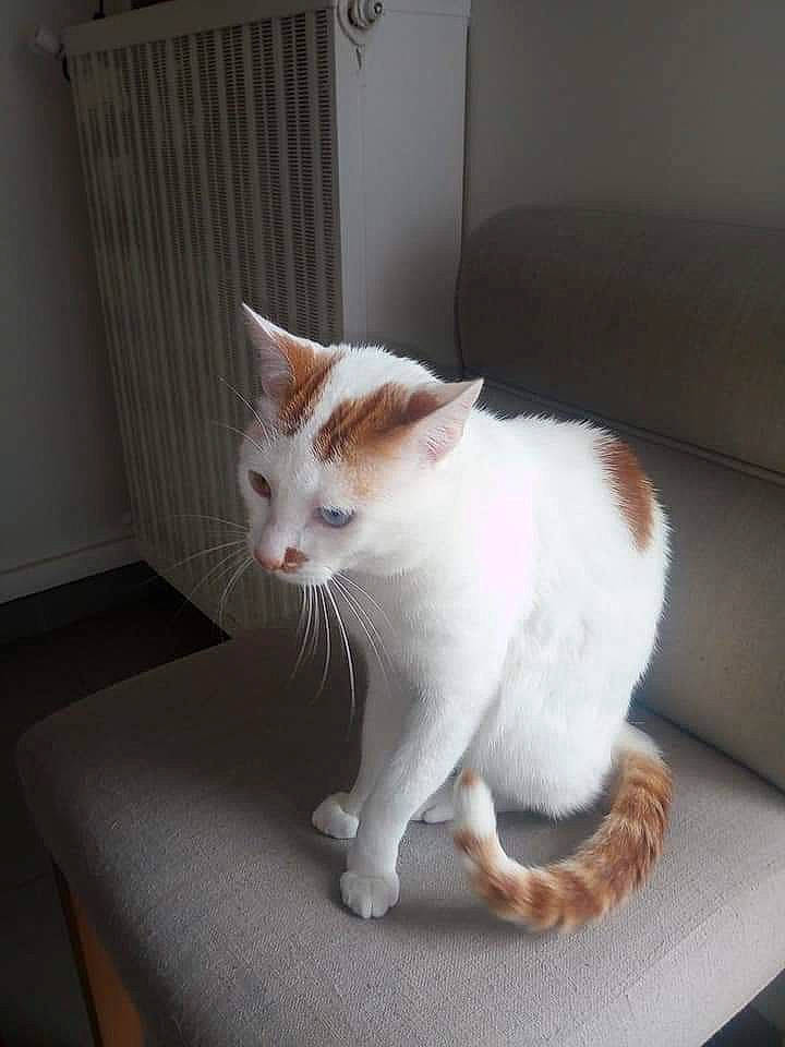 Elliott participe au concours pour gagner de l'argent avec cette photo : aegean_cat, american_wirehair, carnivore, cat, domestic_short_haired_cat, european_shorthair, fawn, felidae, fur, japanese_bobtail, kitten, mammal, polydactyl_cat, small_to_medium_sized_cats, tail, turkish_angora, turkish_van, whiskers