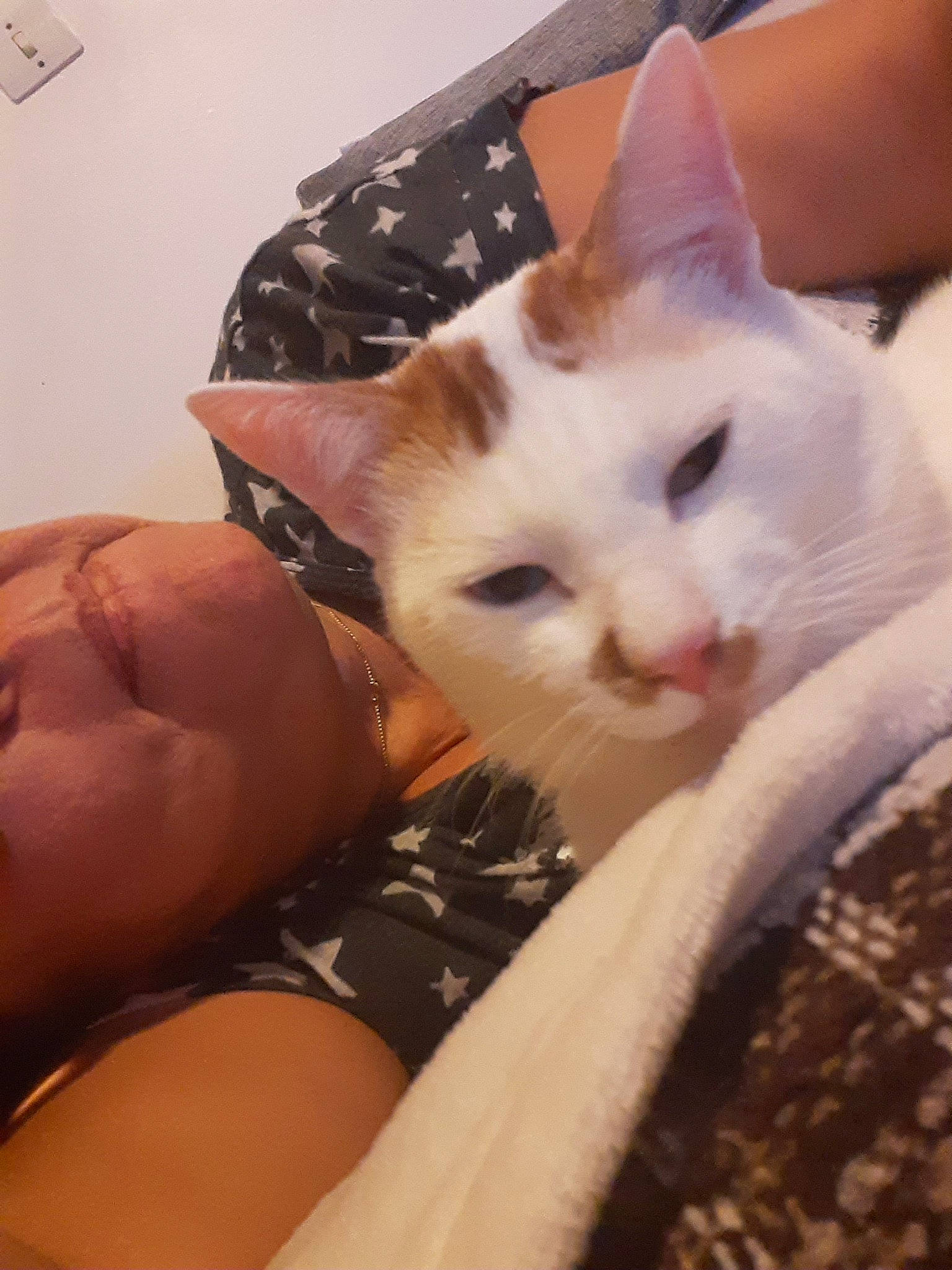 Elliott a rejoint le concours — aidez-le/la à gagner de superbes lots ! asian, carnivore, cat, colorpoint_shorthair, domestic_short_haired_cat, ear, european_shorthair, eye, fawn, felidae, fur, head, kitten, leg, nose, small_to_medium_sized_cats, turkish_van, whiskers