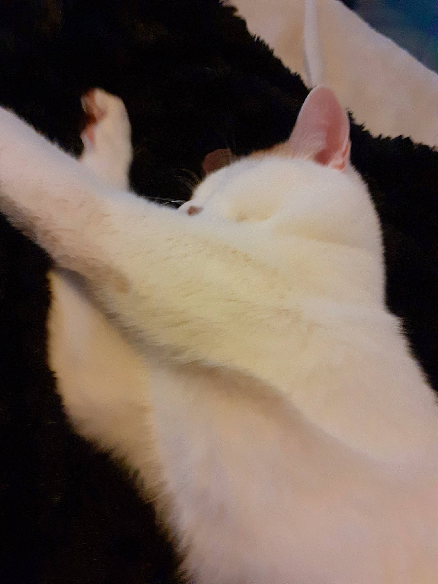 Elliott participe au concours pour gagner de l'argent avec cette photo : black, carnivore, cat, claw, colorpoint_shorthair, ear, eye, felidae, fur, khao_manee, nose, paw, polydactyl_cat, skin, small_to_medium_sized_cats, tail, turkish_angora, turkish_van, whiskers, white