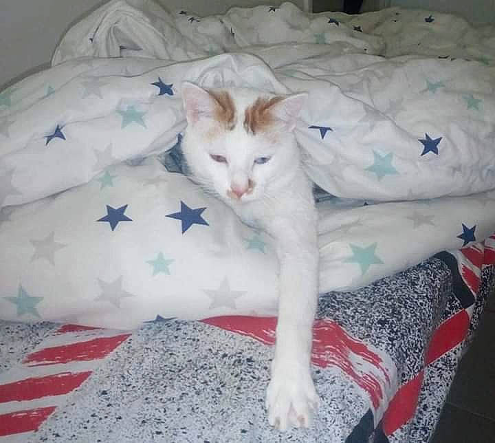 Elliott a rejoint le concours — aidez-le/la à gagner de superbes lots ! aegean_cat, carnivore, cat, colorpoint_shorthair, fawn, felidae, fur, khao_manee, kitten, leg, small_to_medium_sized_cats, tail, turkish_angora, turkish_van, whiskers