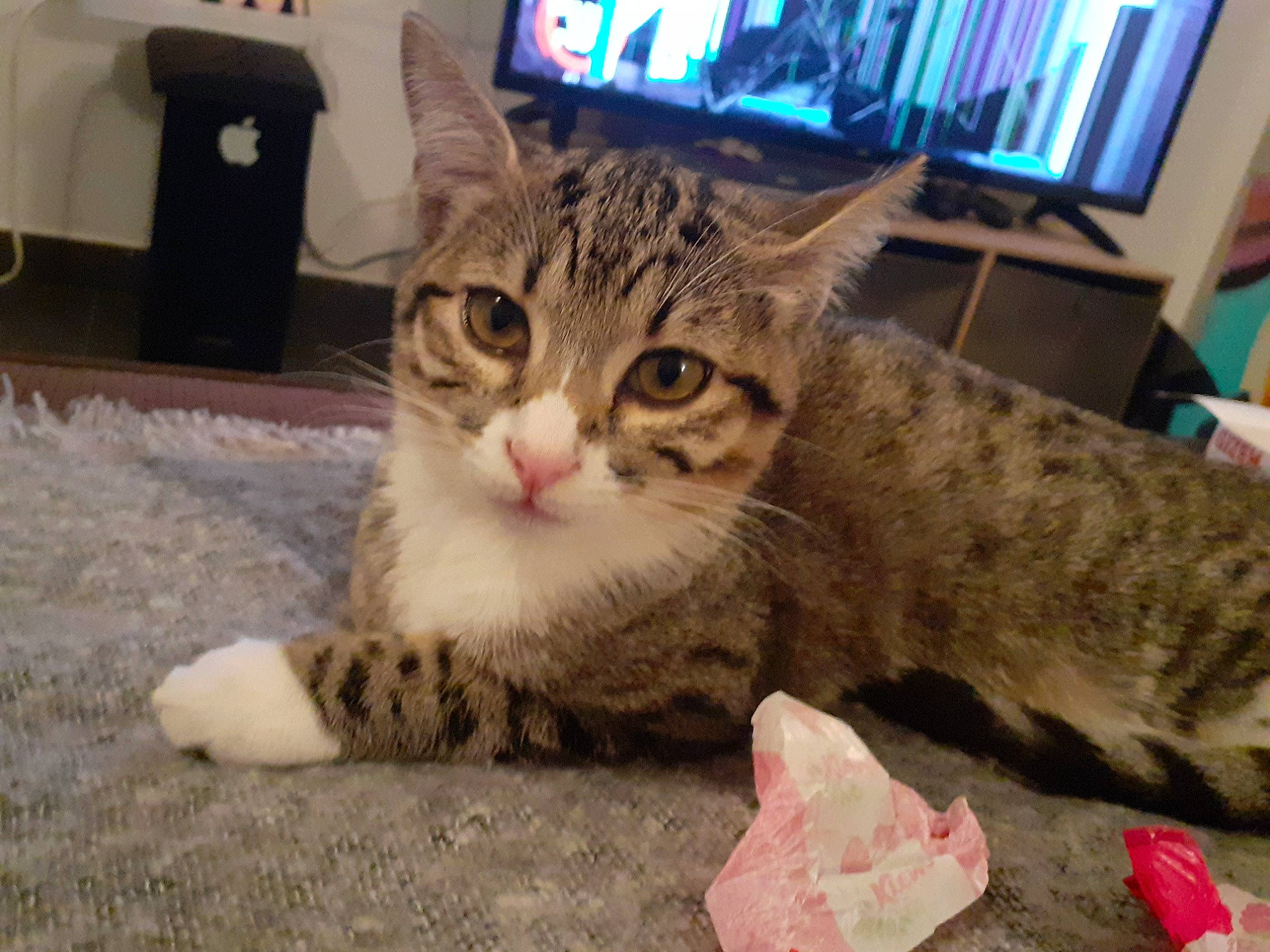 Plume a rejoint le concours — aidez-le/la à gagner de superbes lots ! aegean_cat, american_shorthair, arabian_mau, asian, australian_mist, bengal, california_spangled, carnivore, cat, domestic_short_haired_cat, dragon_li, european_shorthair, felidae, kitten, mammal, small_to_medium_sized_cats, tabby_cat, toyger, vertebrate, whiskers