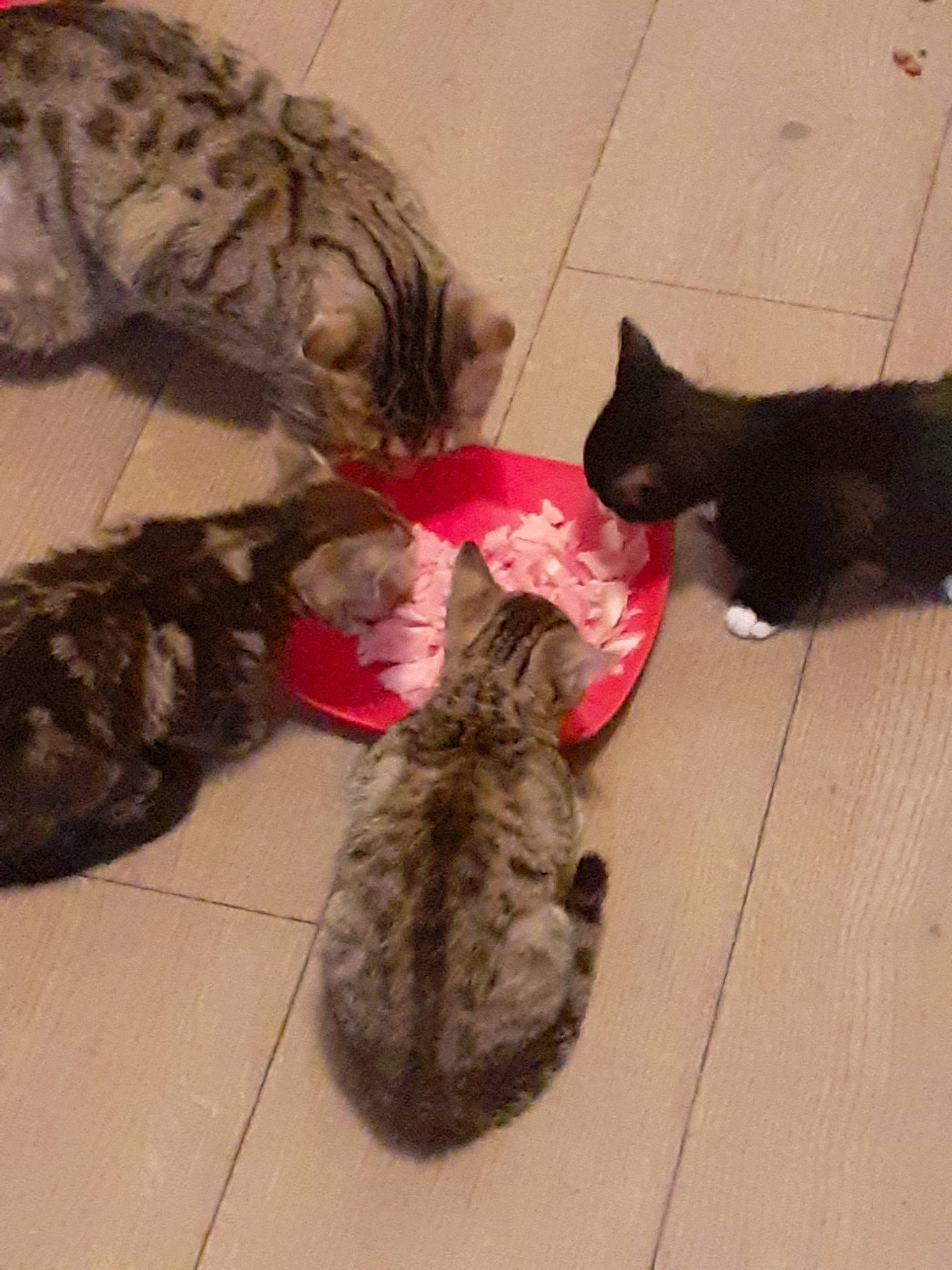 Caline a rejoint le concours — aidez-le/la à gagner de superbes lots ! american_shorthair, asian, bengal, california_spangled, carnivore, cat, domestic_short_haired_cat, dragon_li, egyptian_mau, european_shorthair, felidae, german_rex, kitten, mammal, ocicat, small_to_medium_sized_cats, tabby_cat, tail, vertebrate, whiskers