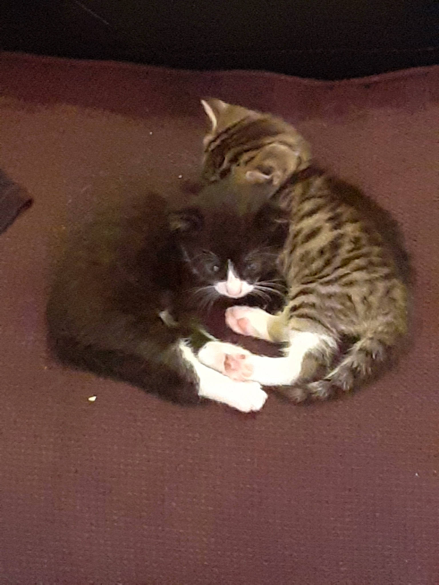 Caline participe au concours pour gagner de l'argent avec cette photo : american_wirehair, asian, carnivore, cat, domestic_short_haired_cat, european_shorthair, felidae, fur, kitten, polydactyl_cat, small_to_medium_sized_cats, tabby_cat, tail, whiskers