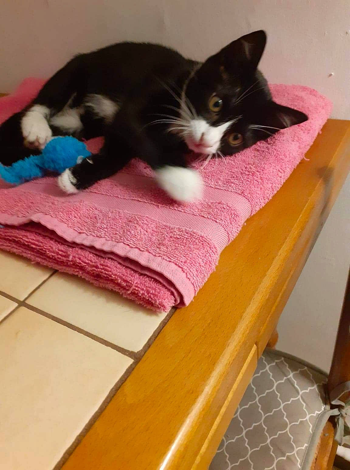 Caline a rejoint le concours — aidez-le/la à gagner de superbes lots ! black_cat, carnivore, cat, domestic_short_haired_cat, felidae, kitten, small_to_medium_sized_cats, tail, whiskers