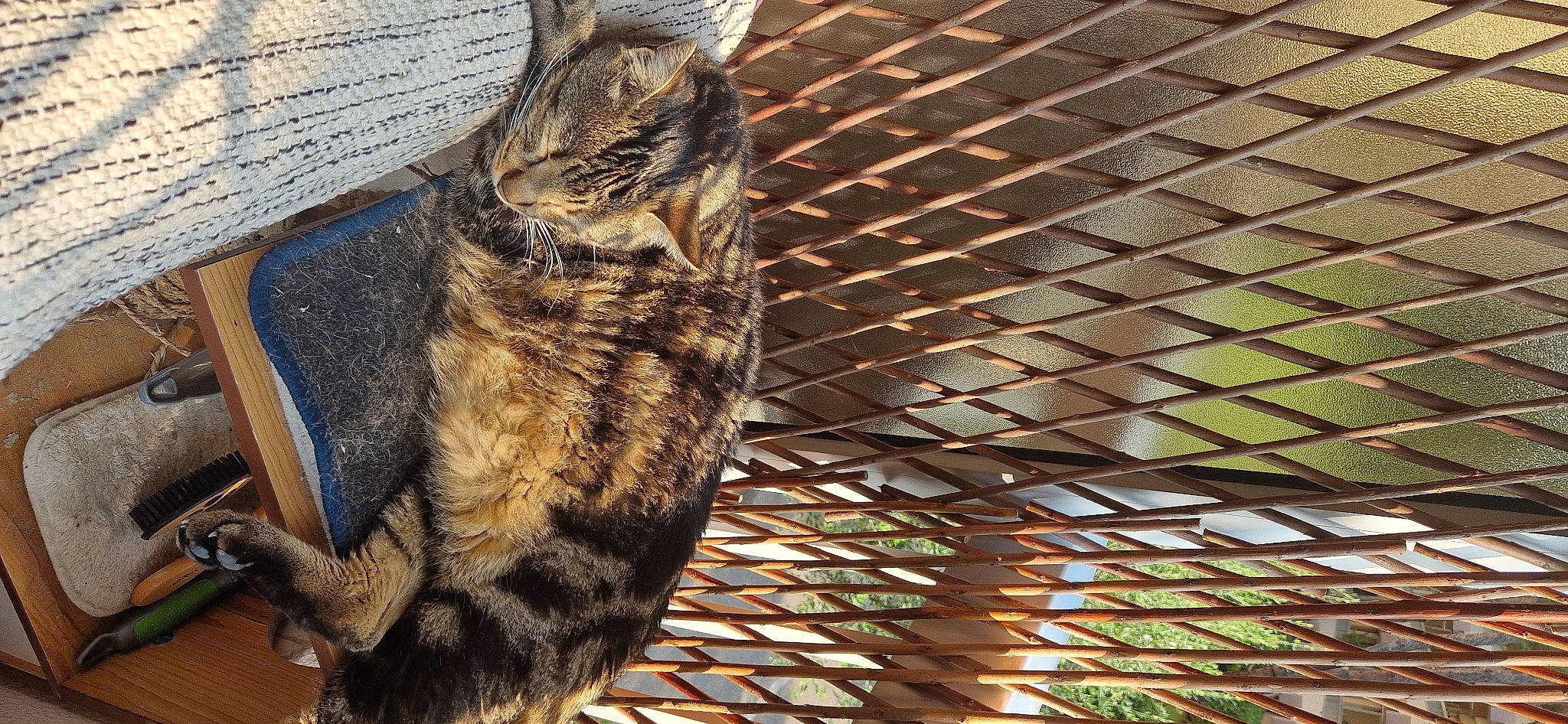 Hulk a rejoint le concours — aidez-le/la à gagner de superbes lots ! animal_shelter, cage, carnivore, cat, claw, domestic_short_haired_cat, felidae, fur, mesh, metal, paw, small_to_medium_sized_cats, snout, tail, terrestrial_animal, whiskers, wildlife, wood