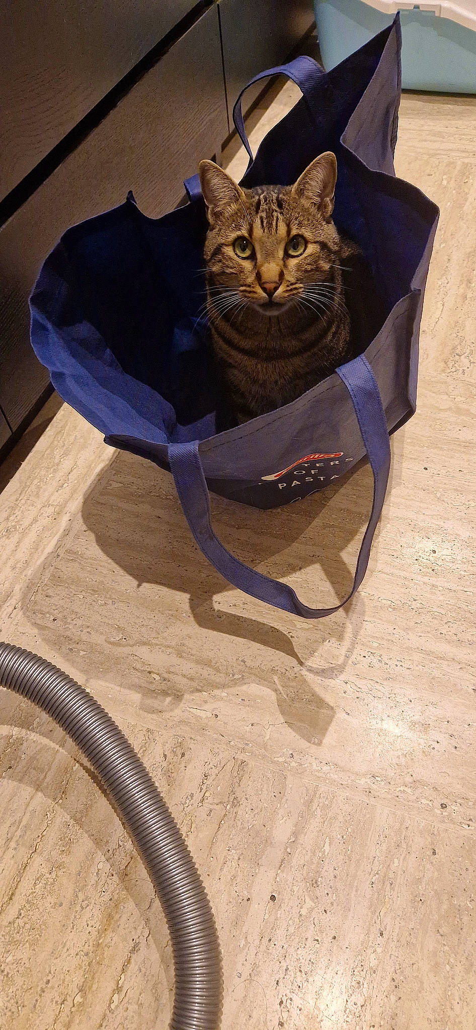 Hulk participe au concours pour gagner de l'argent avec cette photo : art, bag, carnivore, cat, circle, domestic_short_haired_cat, fashion_accessory, fawn, felidae, flooring, hardwood, landscape, plywood, shadow, small_to_medium_sized_cats, tail, visual_arts, whiskers, wood, wood_stain