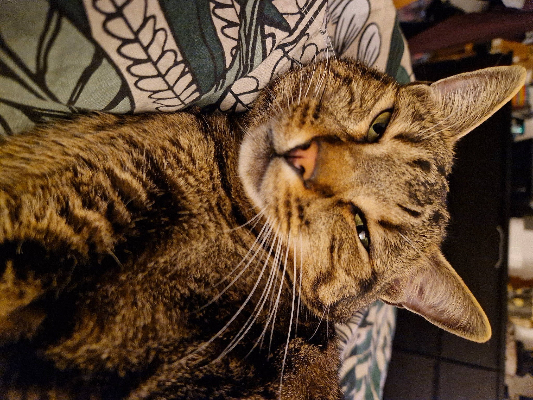 Hulk a rejoint le concours — aidez-le/la à gagner de superbes lots ! carnivore, cat, claw, domestic_short_haired_cat, fang, felidae, fur, small_to_medium_sized_cats, snout, terrestrial_animal, whiskers, wildlife