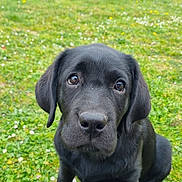 Ayna participe au concours pour gagner de l'argent avec cette photo : adorable, animal, black_labrador, canine, cute, dog, eyes, flowers, fur, garden, grass, greenery, nature, outdoor, pet, playful, portrait, puppy, sitting, young_dog