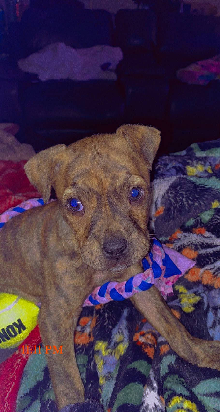 Brandi is registered to the contest to win money with this photo: canidae, carnivore, companion_dog, dog, dog_breed, dog_supply, electric_blue, eye, fawn, non_sporting_group, pet_supply, puppy, snout, sporting_group, terrestrial_animal, whiskers, working_animal, working_terrier