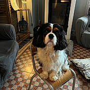 Lady a rejoint le concours — aidez-le/la à gagner de superbes lots ! animal, carpet, chair, cozy, cute, decor, dog, flooring, fur, furniture, home, indoor, lamp, light, living_room, pet, sitting, tricolor, vintage, wooden_chair