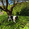 Lady a rejoint le concours — aidez-le/la à gagner de superbes lots ! black_and_white, branch, bush, canine, curious, daylight, dog, flower, garden, grass, greenery, leaf, nature, outdoor, pet, shrub, sunlight, tree, trunk, walk