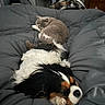 Lady a rejoint le concours — aidez-le/la à gagner de superbes lots ! bed, black, blanket, brown, cat, chair, companion, cozy, dog, drawer, fur, furniture, gray, indoor, pet, relaxing, resting, room, sleepy, white