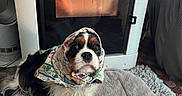 Lady participe au concours pour gagner de l'argent avec cette photo : animal, blanket, carpet, comfort, cozy, curtain, cute, dog, domestic, fireplace, fur, headscarf, home, indoor, pet, pet_bed, portrait, relaxed, sitting, warmth