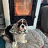animal, blanket, carpet, comfort, cozy, curtain, cute, dog, domestic, fireplace, fur, headscarf, home, indoor, pet, pet_bed, portrait, relaxed, sitting, warmth