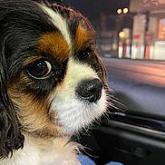 Lady a rejoint le concours — aidez-le/la à gagner de superbes lots ! dog, cavalier_king_charles, pet, close_up, nose, whiskers, fur, eye, portrait, car_interior, window, night, bokeh, reflection, seat, tricolor, companion, canine, adorable, cute