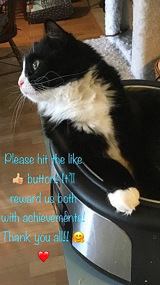 Annabell joined the competition — help win amazing prizes! carnivore, cat, domestic_short_haired_cat, felidae, flooring, font, formal_wear, fur, paw, photo_caption, sitting, small_to_medium_sized_cats, tail, whiskers, window