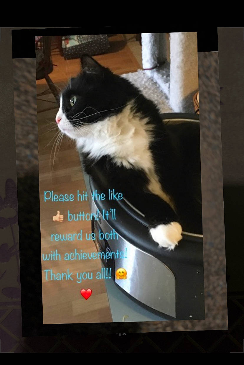 Annabell joined the competition — help win amazing prizes! advertising, box, carnivore, cat, display_device, felidae, font, fur, gadget, multimedia, output_device, photo_caption, poster, rectangle, room, small_to_medium_sized_cats, tail, television, whiskers, window
