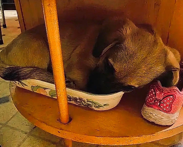 Zuma joined the competition — help win amazing prizes! bag, carmine, carnivore, cat_supply, comfort, fashion_accessory, fawn, fur, hardwood, human_leg, metal, outdoor_shoe, pet_supply, serveware, still_life_photography, terrestrial_animal, tints_and_shades, tire, wood, working_animal