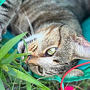 Flamme a rejoint le concours — aidez-le/la à gagner de superbes lots ! animal, cat, close_up, curious, cute, eyes, feline, fur, grass, greenery, lying_down, nature, outdoor, pet, playful, red_ball, relaxed, tabby, toy, whiskers
