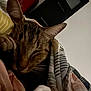 Flamme participe au concours pour gagner de l'argent avec cette photo : animal, blanket, cat, close_up, comfort, cozy, cute, domestic_cat, ears, feline, indoor, peaceful, pet, relaxation, resting, sleeping, soft_lighting, striped, tabby, whiskers