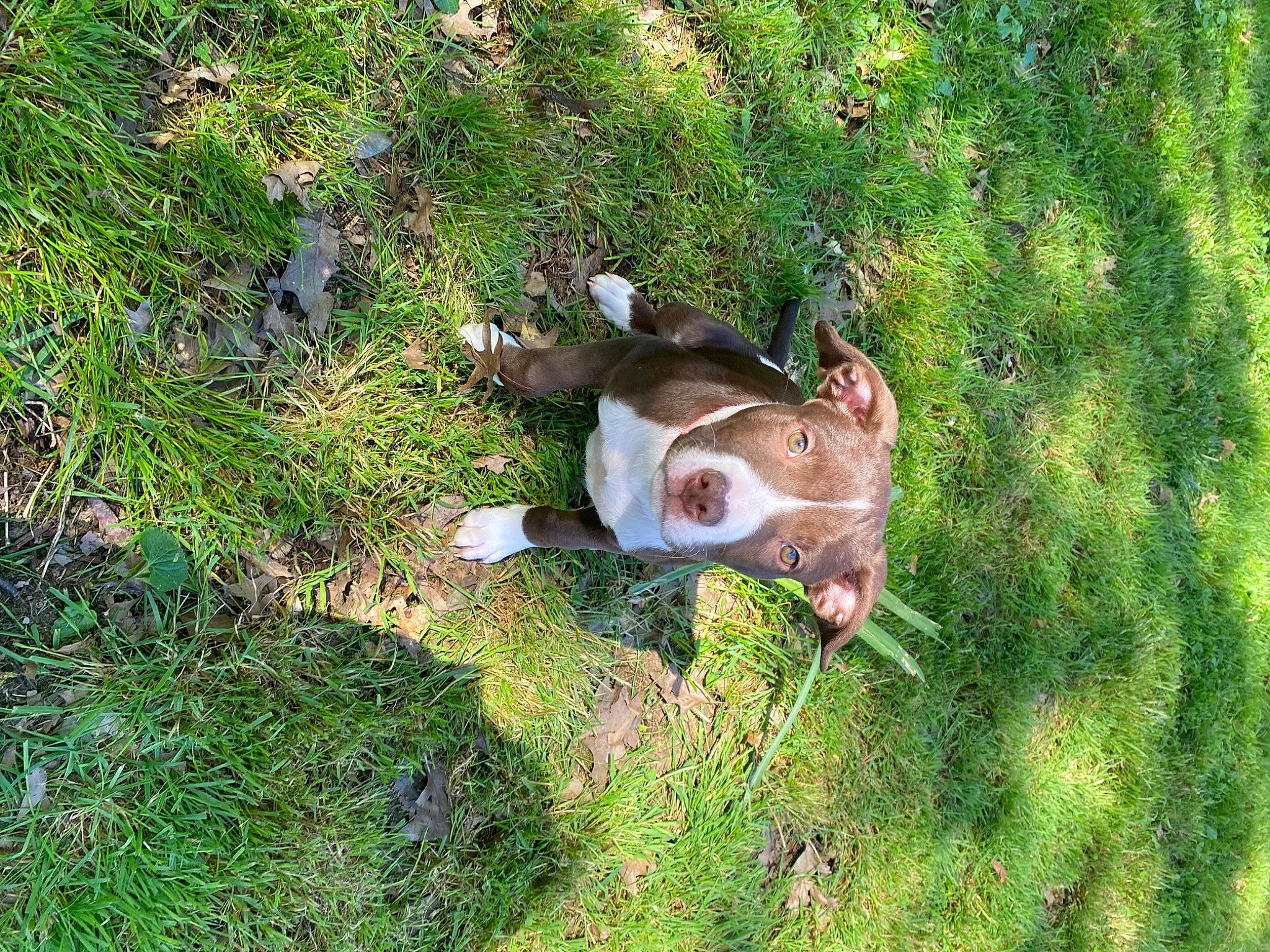 Romeo is registered to the contest to win money with this photo: canidae, carnivore, companion_dog, dog_breed, fawn, grass, grassland, groundcover, hunting_dog, livestock, non_sporting_group, pasture, plant, snout, sporting_group, tail, terrestrial_animal, toy, wood, working_animal