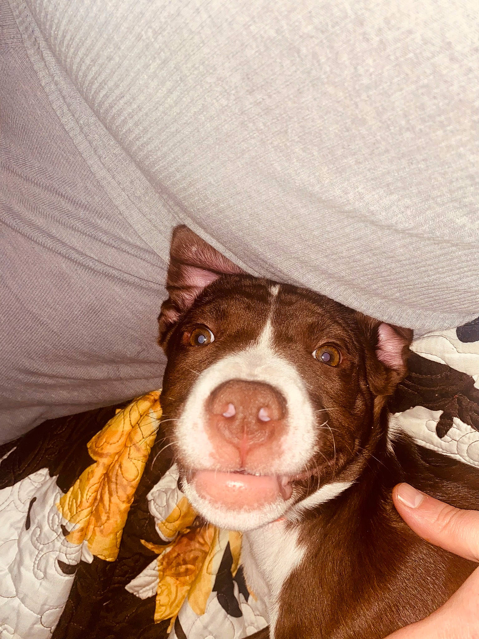 Romeo is registered to the contest to win money with this photo: canidae, carnivore, comfort, companion_dog, dog, dog_breed, ear, fawn, fur, guard_dog, illustration, linens, liver, non_sporting_group, snout, sporting_group, textile, toy, whiskers, working_animal