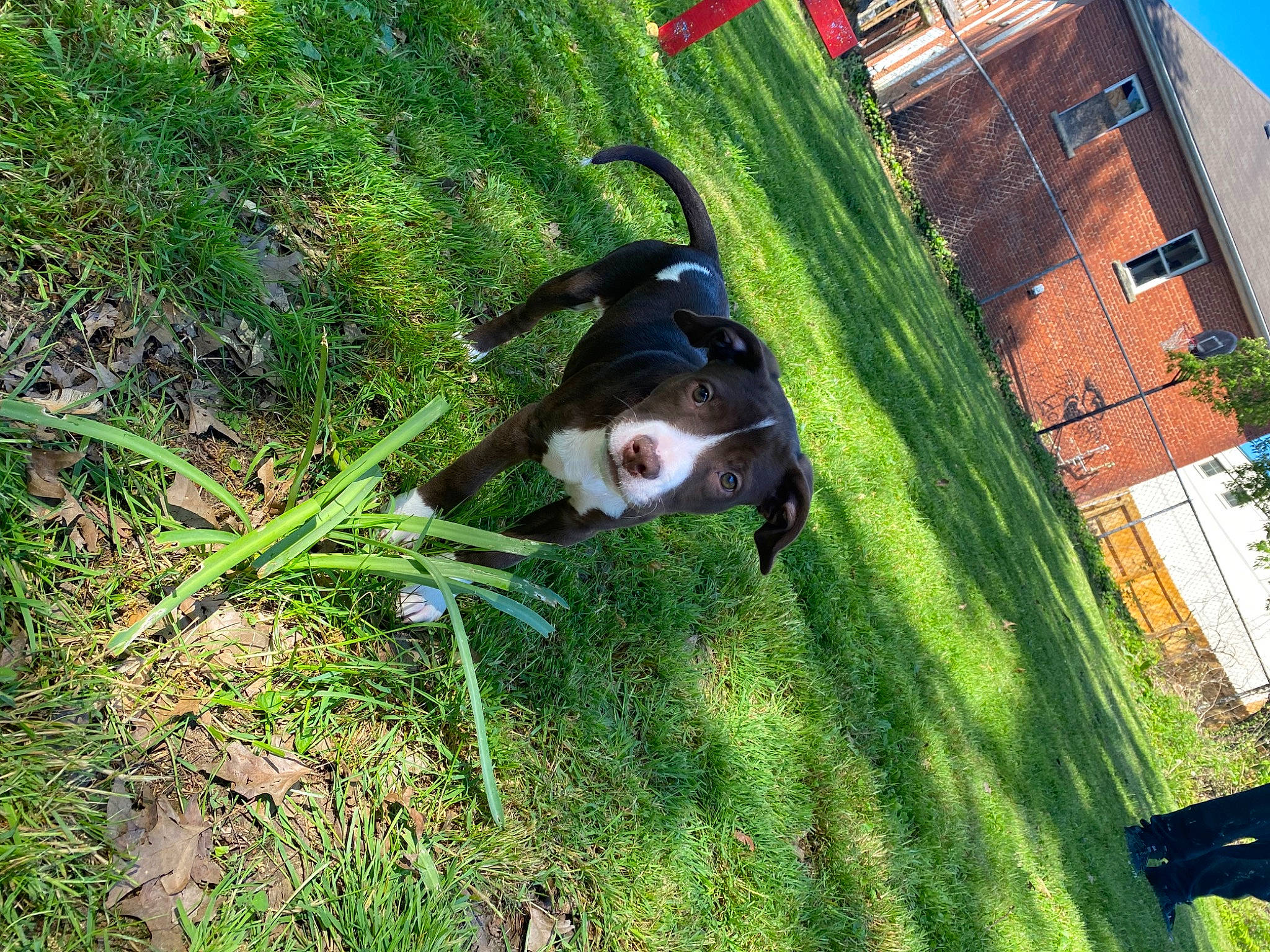 Romeo joined the competition — help win amazing prizes! building, canidae, carnivore, companion_dog, dog, dog_breed, fawn, grass, grass_family, landscape, leisure, pasture, plant, shadow, shrub, sporting_group, tail, tree, window, working_animal