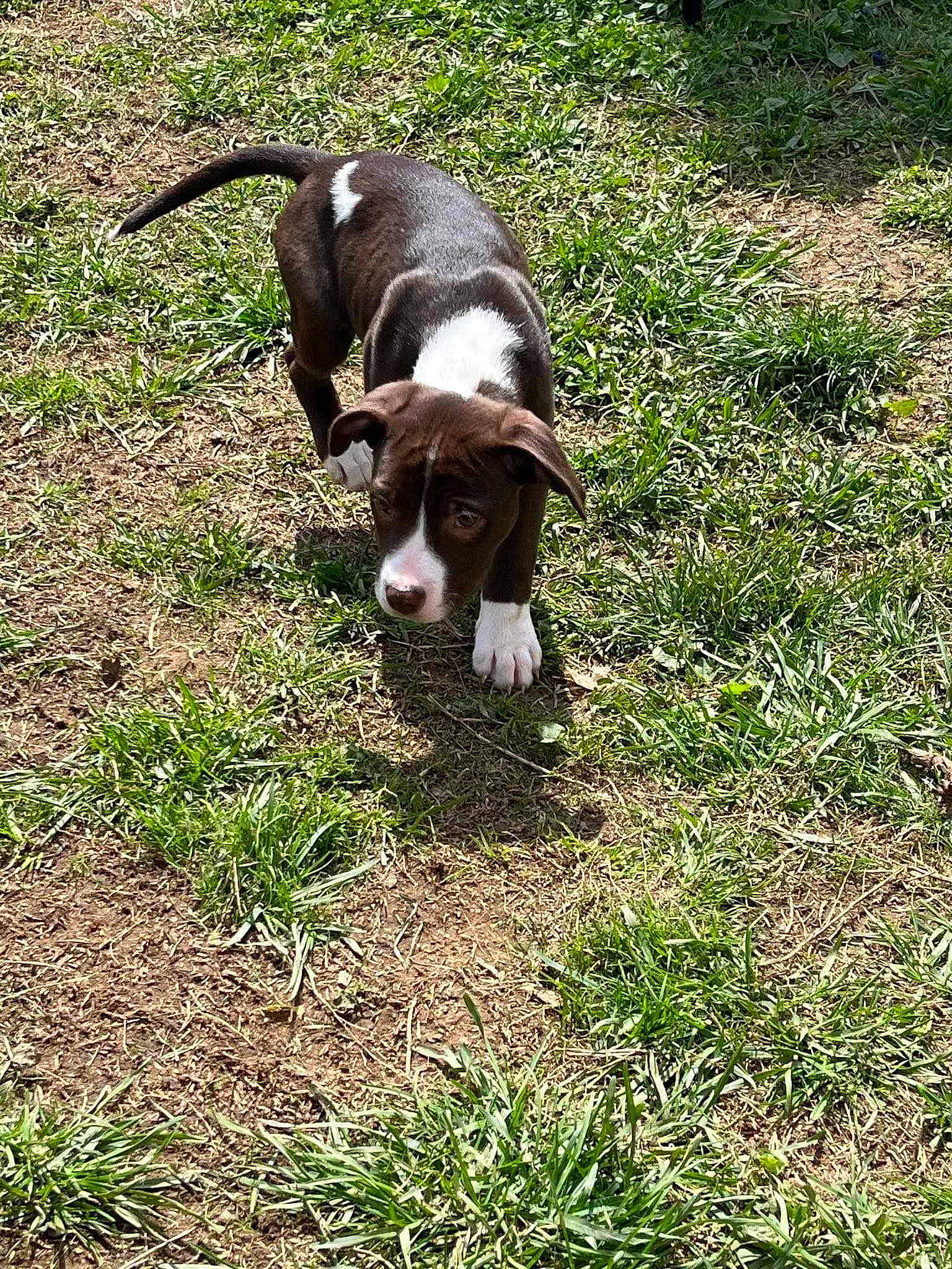 Romeo is registered to the contest to win money with this photo: boston_terrier, canidae, carnivore, collar, companion_dog, dog, dog_breed, dog_collar, fawn, grass, groundcover, gun_dog, hound, liver, plant, snout, sporting_group, tail, terrestrial_animal, working_animal