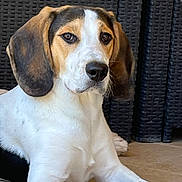 Loky a rejoint le concours — aidez-le/la à gagner de superbes lots ! dog, canine, pet, lying_down, floor, white, brown, black, ears, face, animal, domestic_animal, looking, resting, indoors, texture, background, phone_screen, notification, download