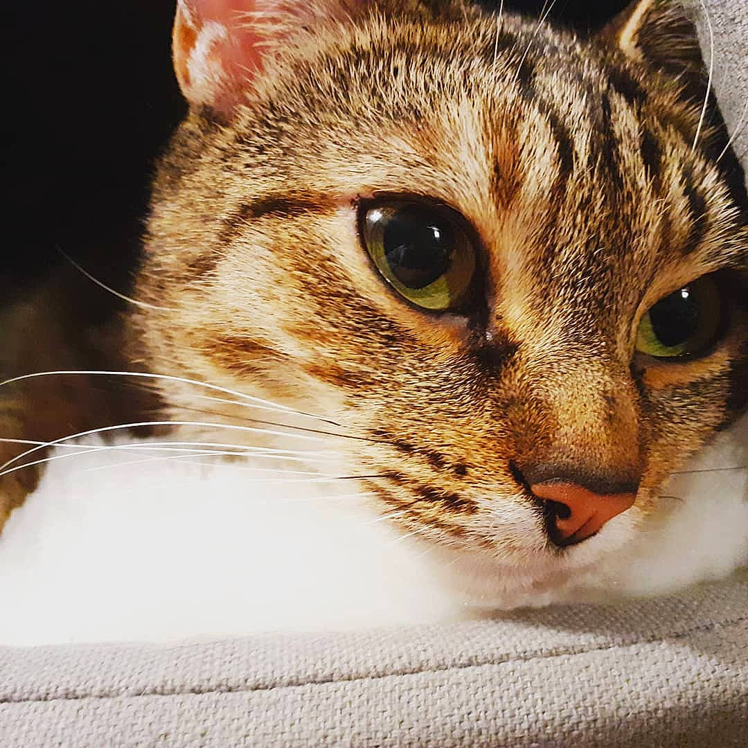 Zouzou participe au concours pour gagner de l'argent avec cette photo : carnivore, cat, cat_supply, claw, curious, domestic_short_haired_cat, ear, eye, eyelash, felidae, fur, head, human_body, iris, nose, small_to_medium_sized_cats, snout, terrestrial_animal, whiskers, wildlife