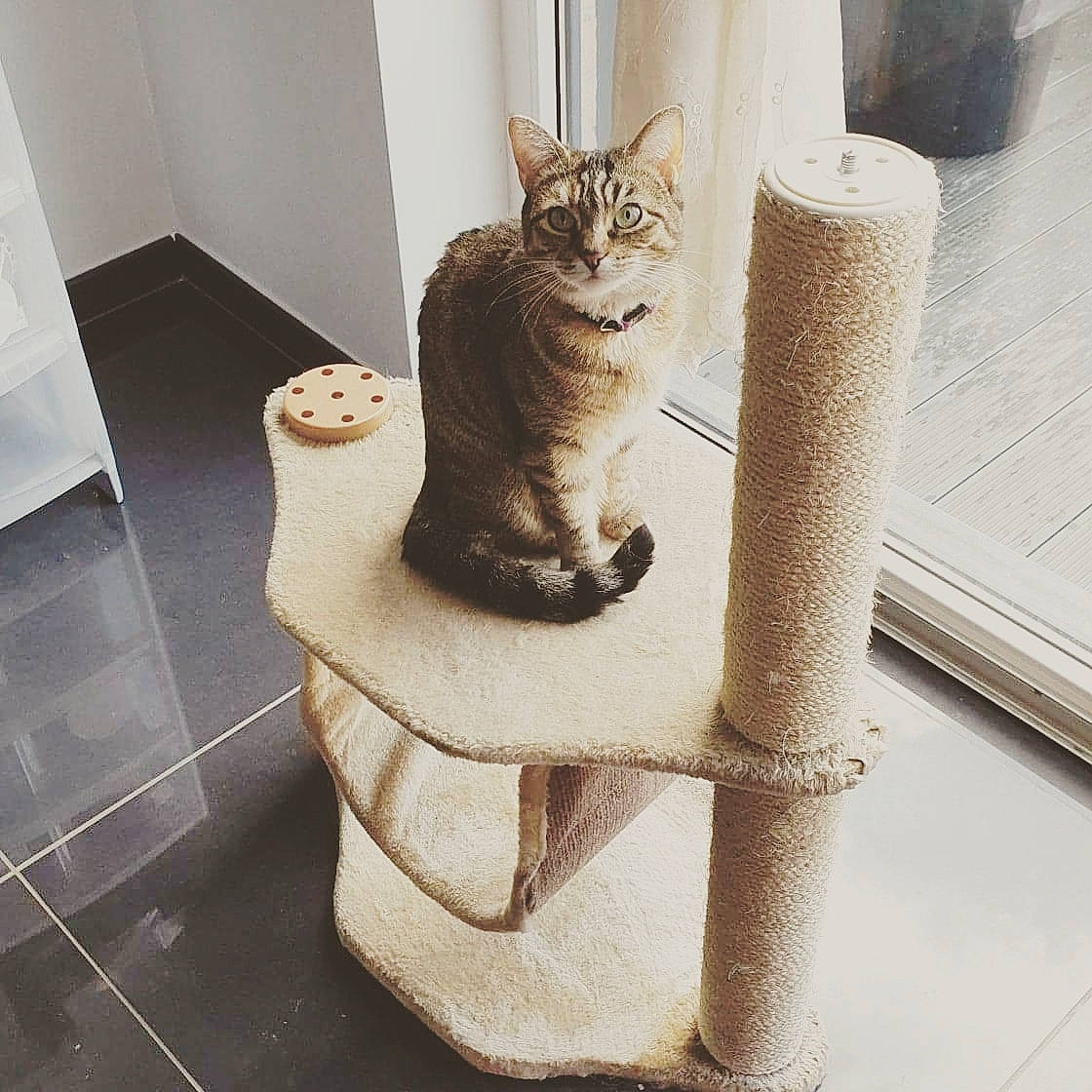Zouzou a rejoint le concours — aidez-le/la à gagner de superbes lots ! carnivore, cat, cat_supply, ceramic, comfort, domestic_short_haired_cat, felidae, flooring, fur, household_supply, pedestal, pet_supply, sculpture, sitting, small_to_medium_sized_cats, snout, stairs, tail, whiskers, wood