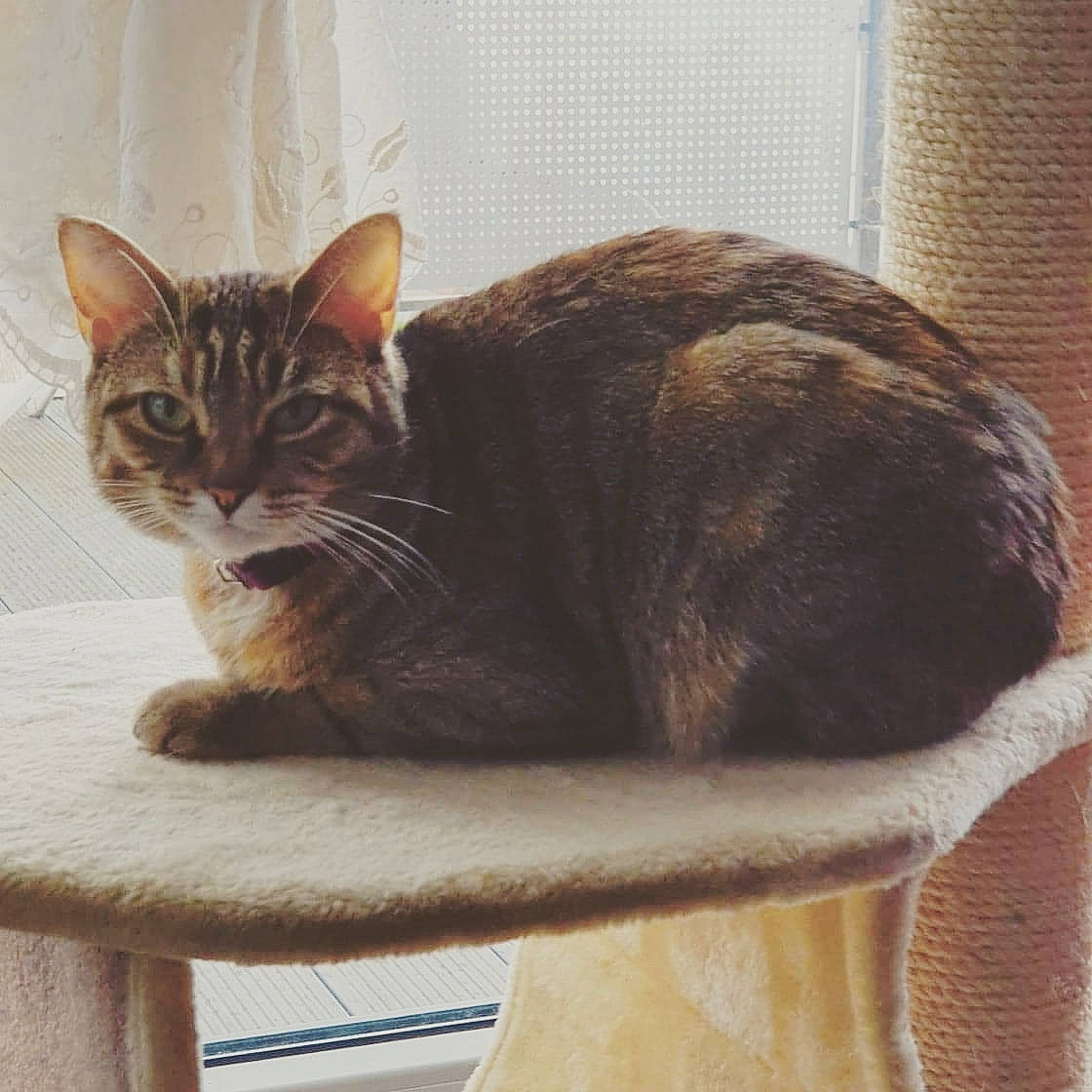 Zouzou participe au concours pour gagner de l'argent avec cette photo : carnivore, cat, cat_supply, comfort, domestic_short_haired_cat, felidae, fur, outdoor_furniture, pet_supply, rectangle, room, sitting, small_to_medium_sized_cats, tail, terrestrial_animal, whiskers, wicker, window, wood