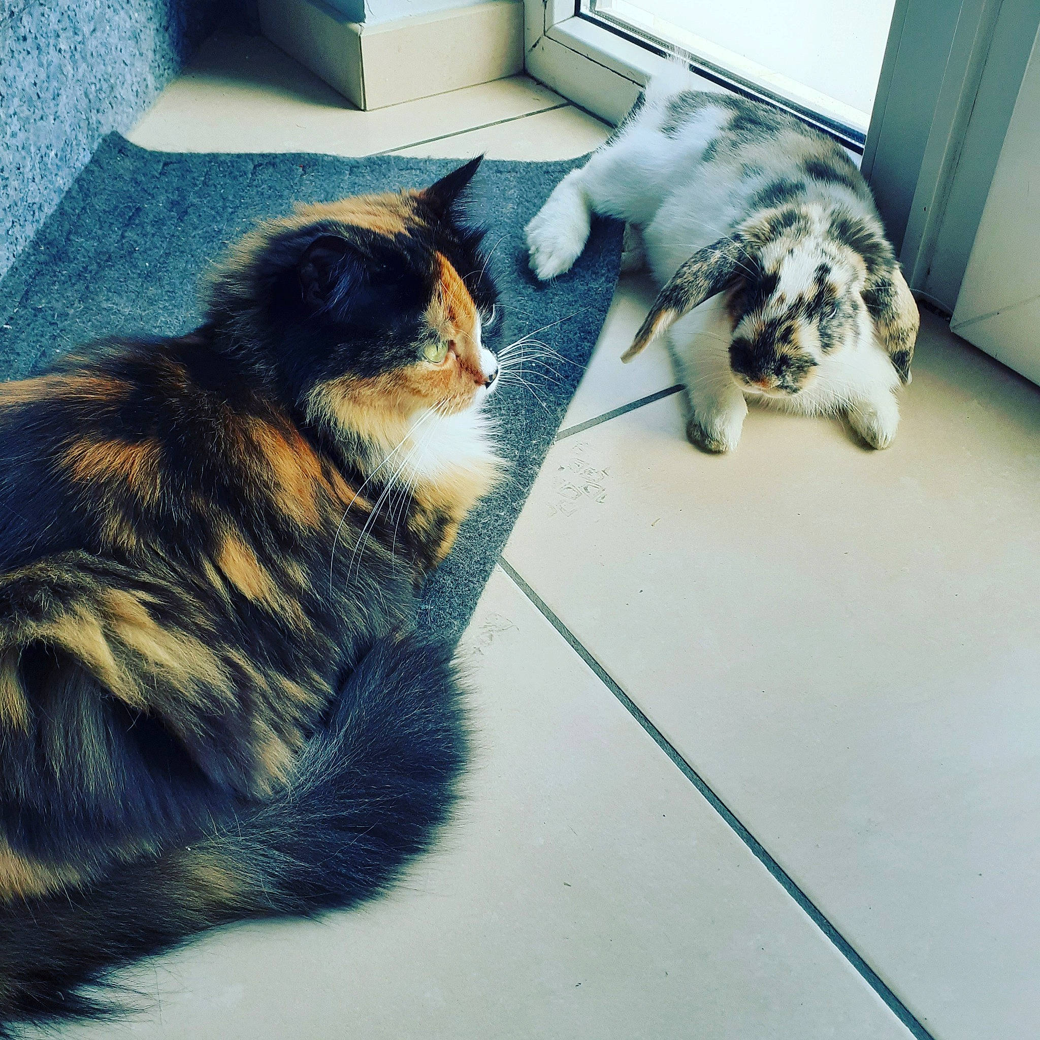 Canaille a rejoint le concours — aidez-le/la à gagner de superbes lots ! carnivore, cat, comfort, companion_dog, couch, dog_breed, domestic_short_haired_cat, felidae, floor, flooring, fur, mammal, road_surface, small_to_medium_sized_cats, snout, tail, tints_and_shades, vertebrate, whiskers, wood