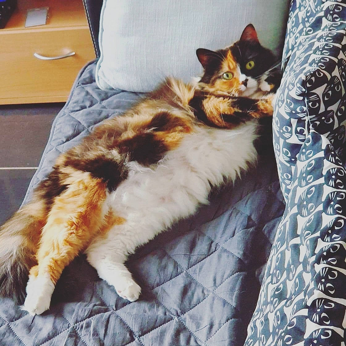 Canaille participe au concours pour gagner de l'argent avec cette photo : carnivore, cat, claw, comfort, companion_dog, domestic_short_haired_cat, fawn, felidae, fur, lap, linens, maine_coon, paw, plant, small_to_medium_sized_cats, snout, tail, tree, whiskers, wood