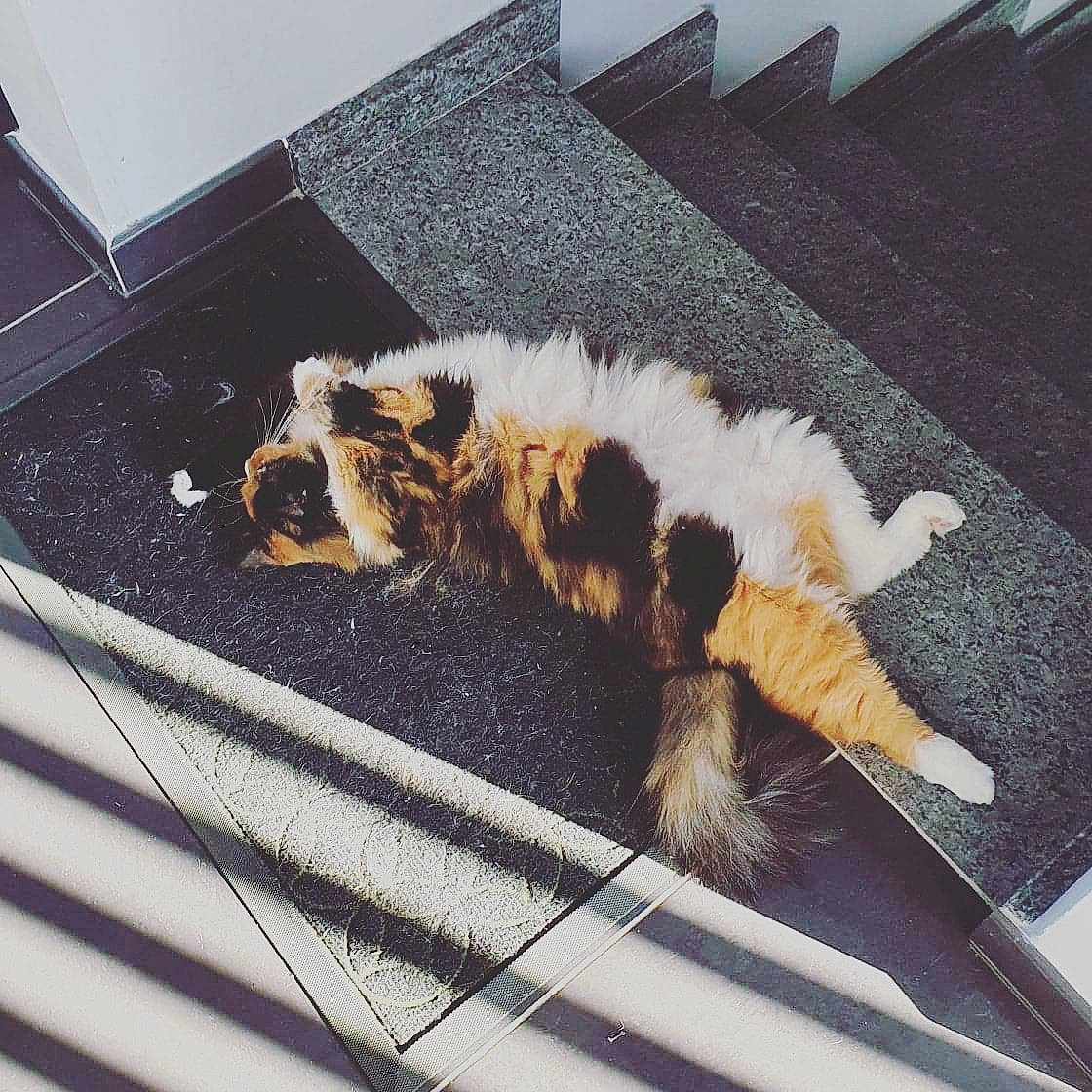 Canaille a rejoint le concours — aidez-le/la à gagner de superbes lots ! carnivore, cat, claw, comfort, companion_dog, dog_breed, domestic_short_haired_cat, felidae, floor, flooring, fur, hardwood, paw, room, small_to_medium_sized_cats, sporting_group, tail, terrestrial_animal, whiskers, wood