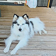 Volt participe au concours pour gagner de l'argent avec cette photo : dog, husky, fluffy, white_fur, black_fur, blue_eyes, pet, canine, lying_down, outdoor, deck, wooden_floor, porch, home, window, shopping_bag, shoes, patio, long_hair, portrait