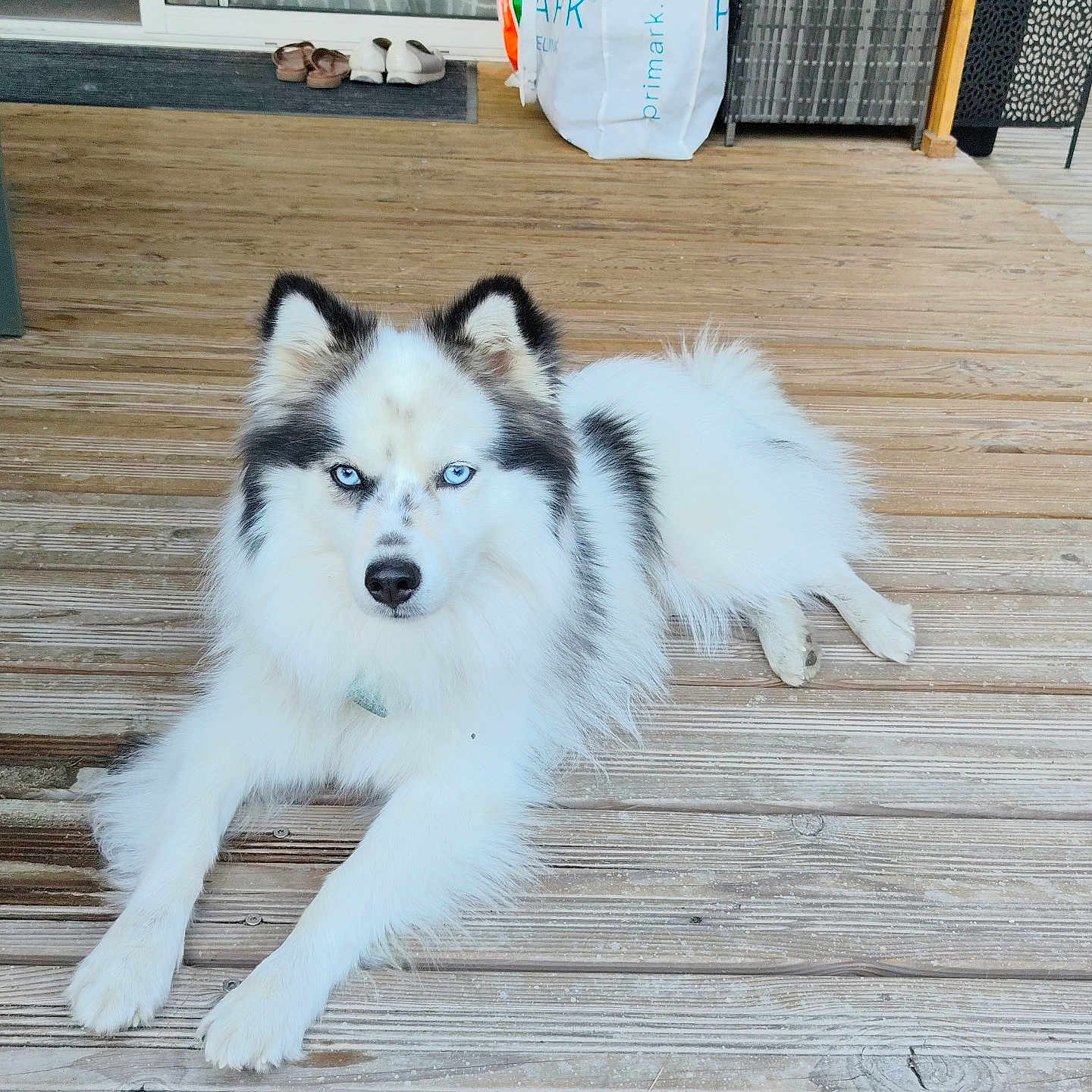 Volt participe au concours pour gagner de l'argent avec cette photo : dog, husky, fluffy, white_fur, black_fur, blue_eyes, pet, canine, lying_down, outdoor, deck, wooden_floor, porch, home, window, shopping_bag, shoes, patio, long_hair, portrait
