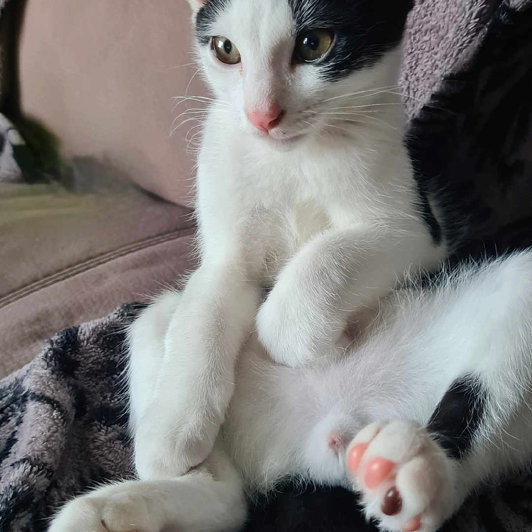 Oreo participe au concours pour gagner de l'argent avec cette photo : animal, black_and_white, blanket, cat, close_up, couch, cozy, cute, ears, feline, fur, indoor, kitten, paws, pet, pink_paws, relaxed, resting, soft, whiskers