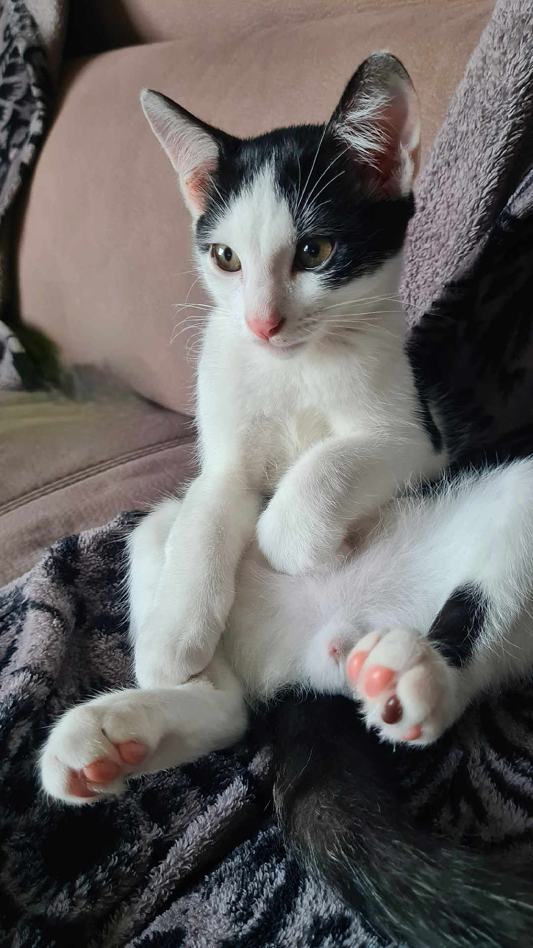 Oreo