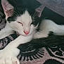 Oreo participe au concours pour gagner de l'argent avec cette photo : cat, sleeping, black_and_white, blanket, cozy, whiskers, pink_nose, paw, fur, patterned_surface, resting, close_up, indoor, relaxation, animal, pet, soft_texture, cute, peaceful, comfort