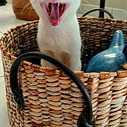 Oreo participe au concours pour gagner de l'argent avec cette photo : kitten, cat, basket, yawning, black_and_white, ceramic_bird, indoor, plant, woven, cute, pet, animal, whiskers, ears, mouth_open, floor, tile, handle, home, cozy