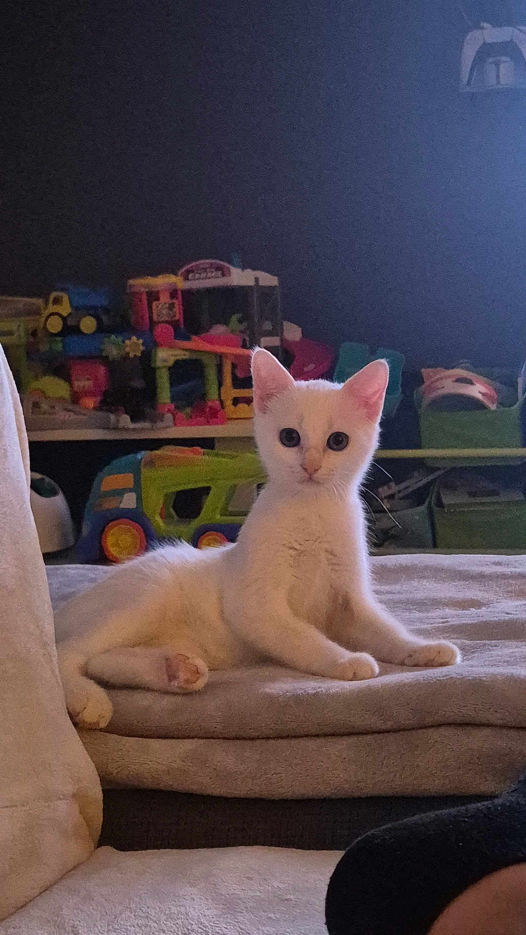 Ana