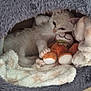 cat, kitten, stuffed_toy, plush, bed, blanket, cozy, indoor, pet, feline, cute, resting, white_cat, soft_texture, animal, relaxing, toy, comfort, sleepy, nest