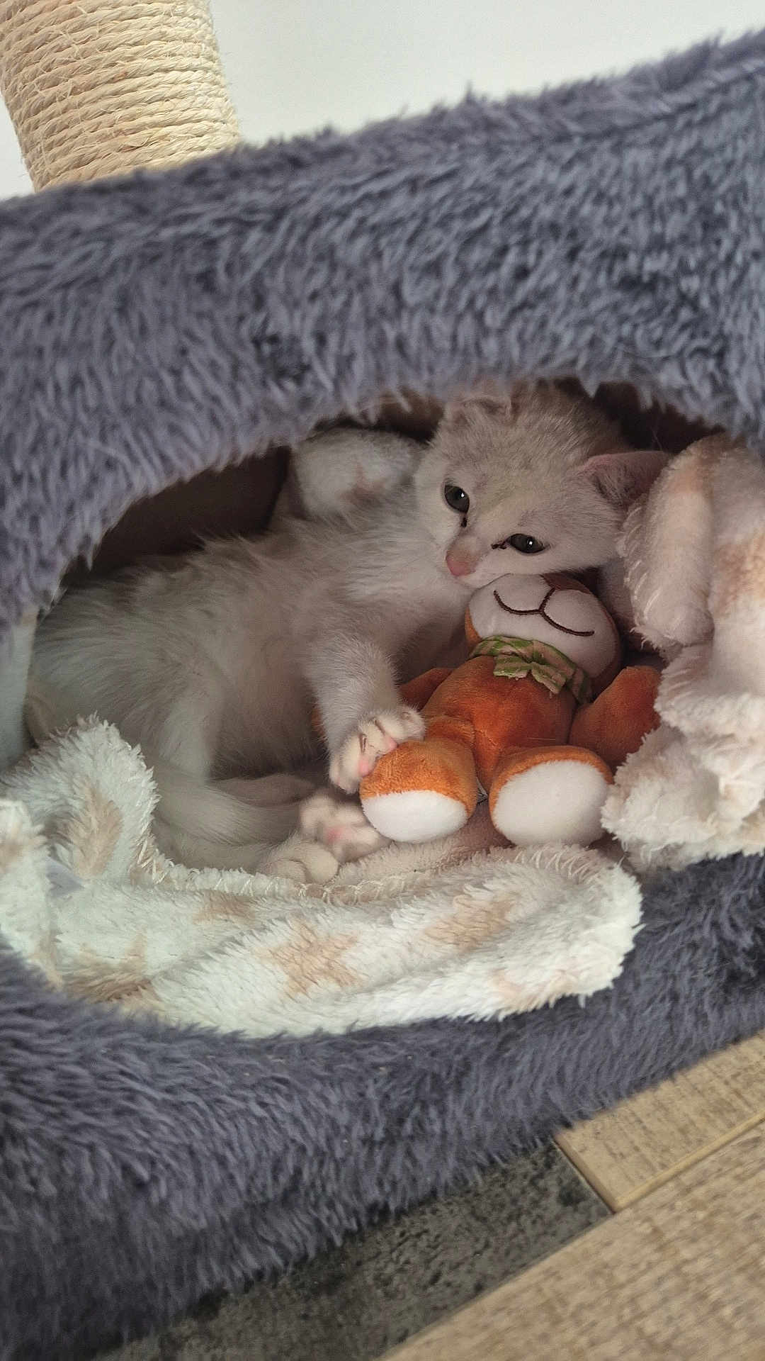 Ana a rejoint le concours — aidez-le/la à gagner de superbes lots ! cat, kitten, stuffed_toy, plush, bed, blanket, cozy, indoor, pet, feline, cute, resting, white_cat, soft_texture, animal, relaxing, toy, comfort, sleepy, nest