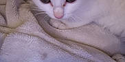Ana participe au concours pour gagner de l'argent avec cette photo : animal, background, blanket, closeup, comfort, cozy, cute, domestic_animal, eyes, face, fur, human, indoors, kitten, pet, resting, small, soft_texture, white_cat, young_animal